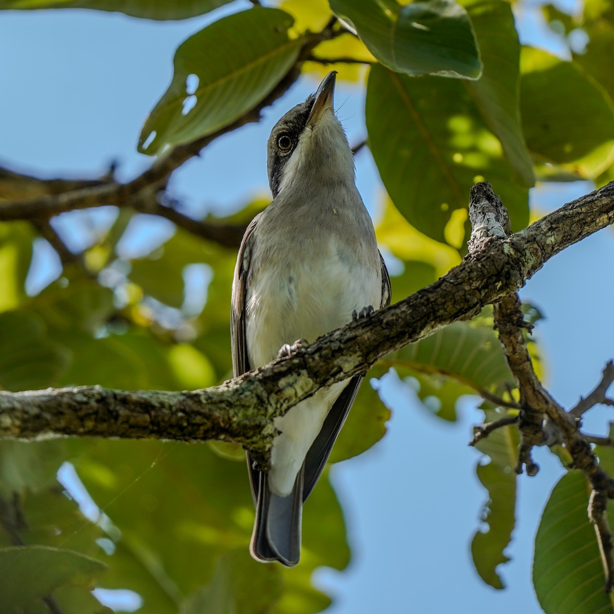 Large Woodshrike - ML645836933