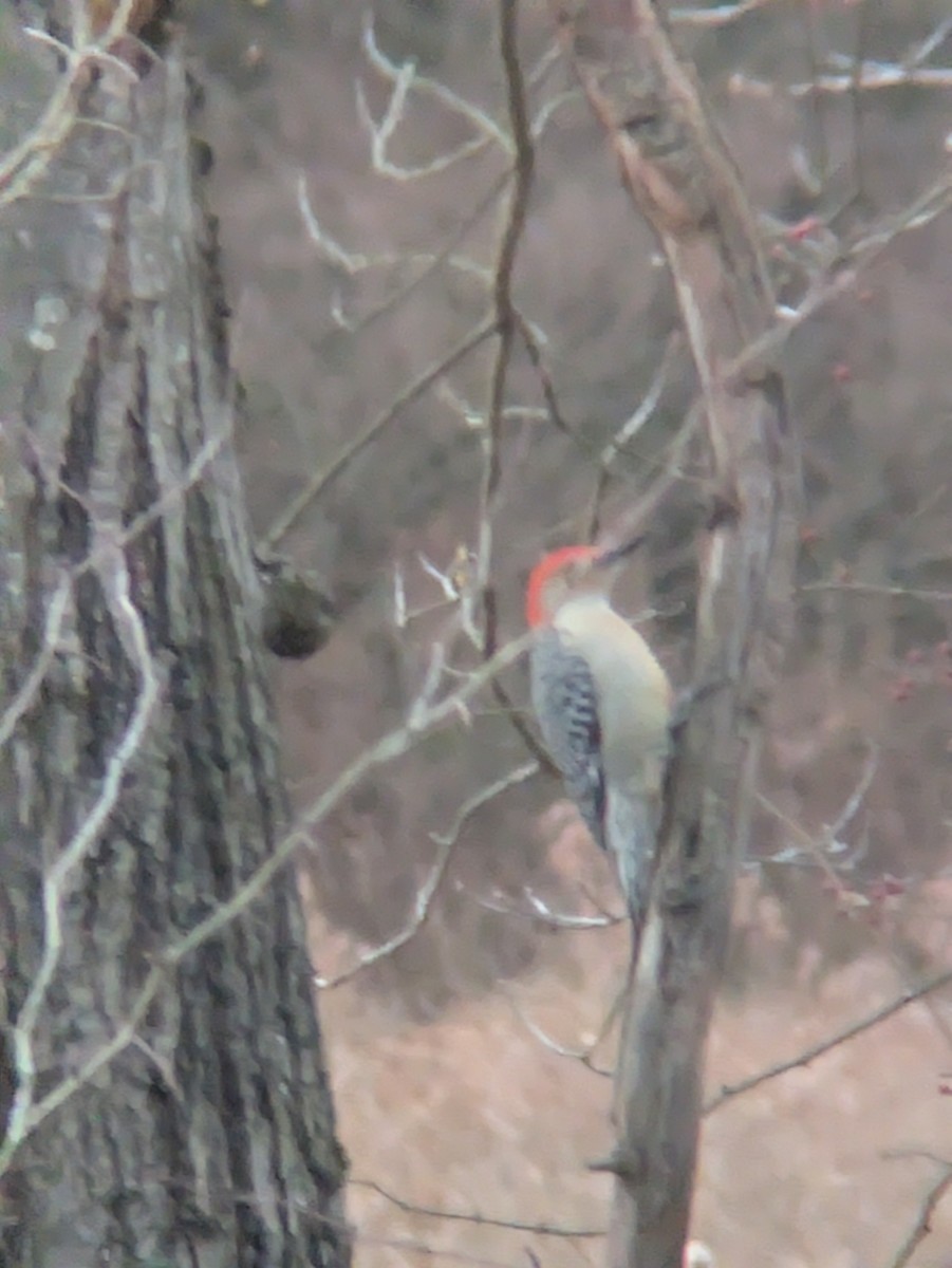Red-bellied Woodpecker - ML645836934