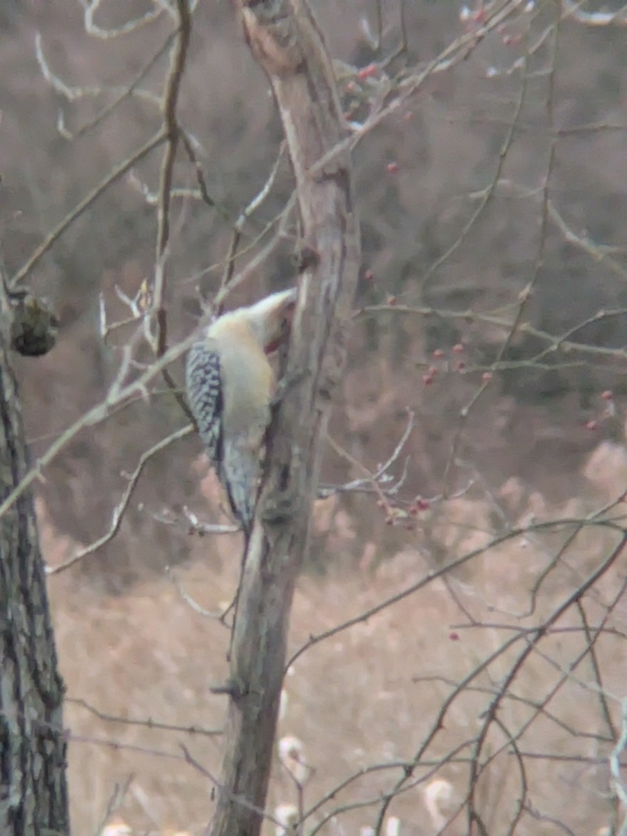 Red-bellied Woodpecker - ML645836935