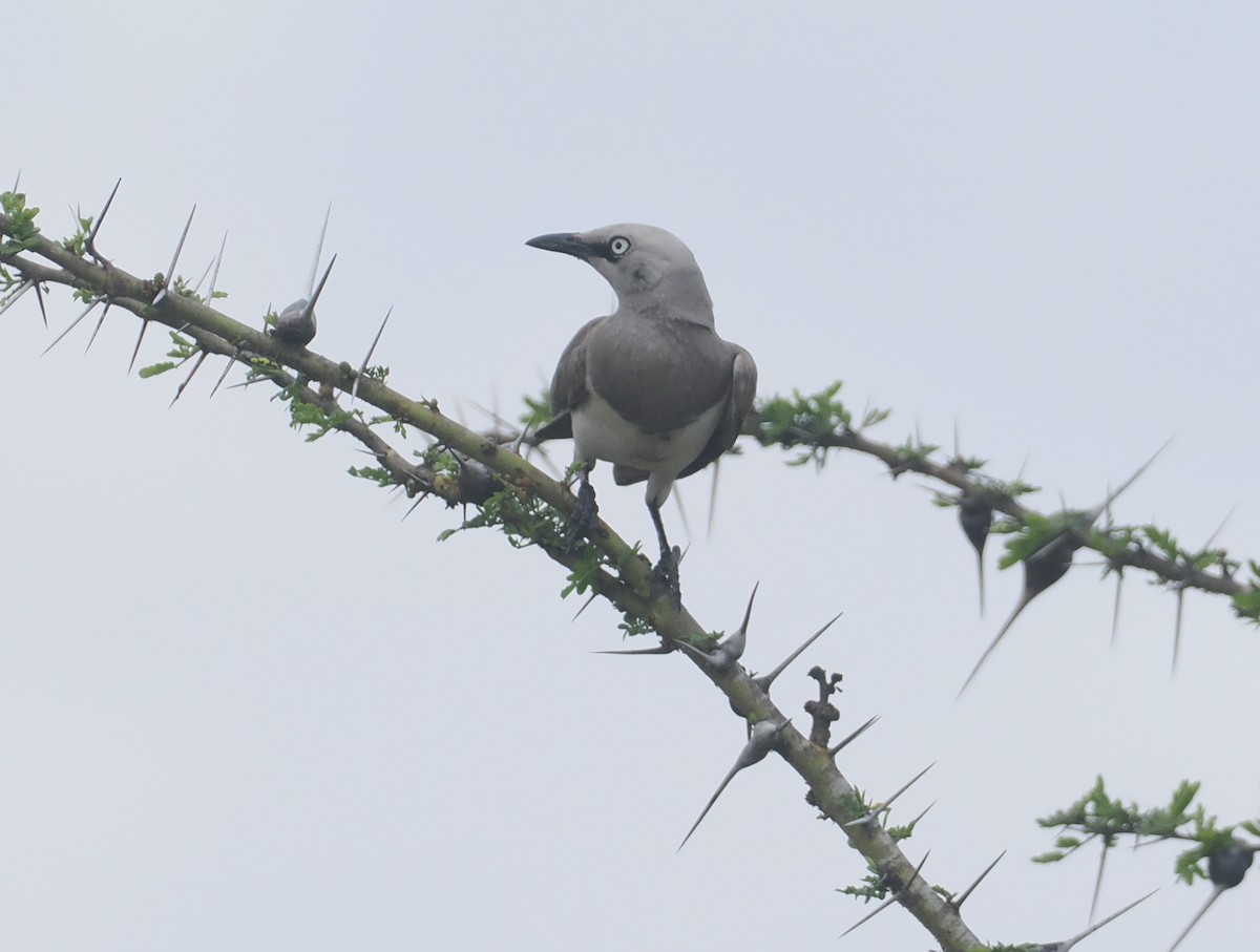 Fischer's Starling - ML645836936