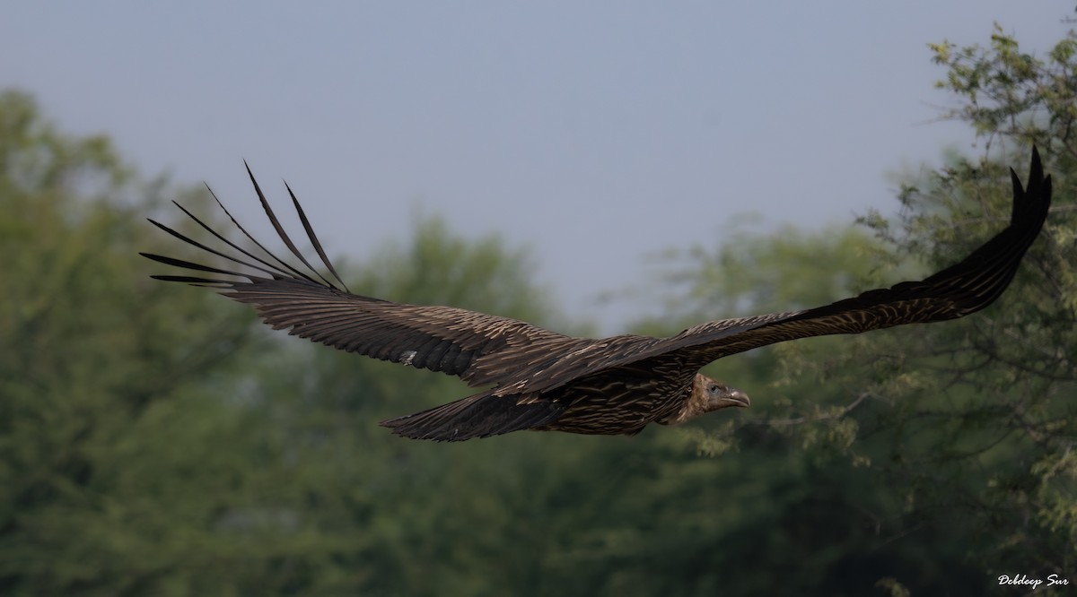 נשר הימלאיה - ML645836937