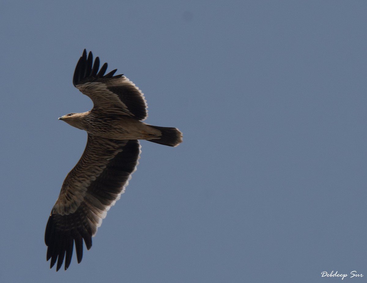 עיט שמש - ML645836938