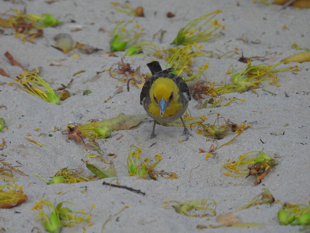 Sakalava Weaver - ML645836939