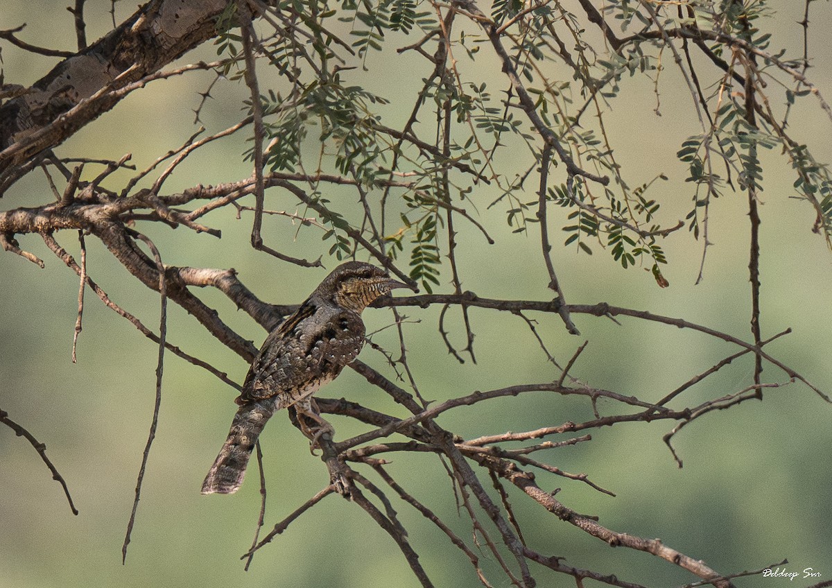 סבראש - ML645836940