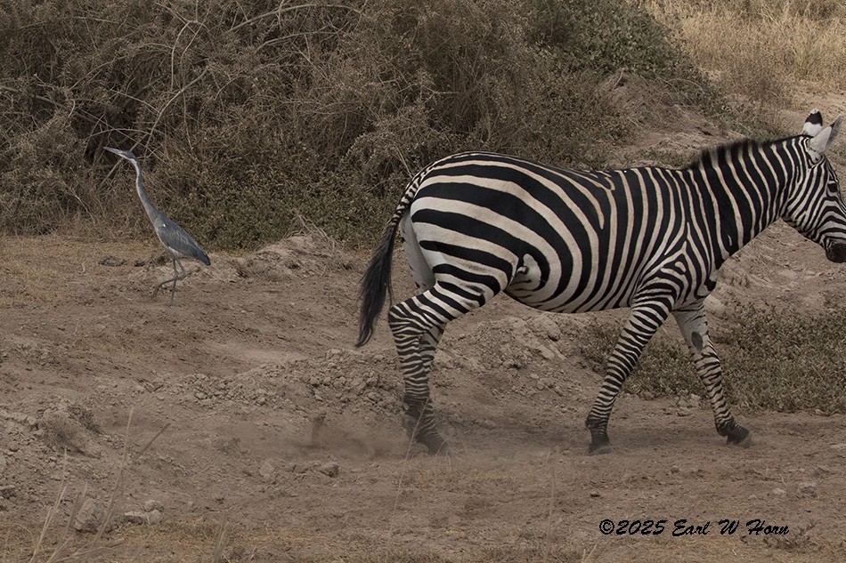 אנפה שחורת-ראש - ML645836941