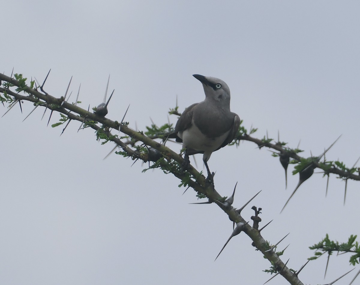 Fischer's Starling - ML645836942