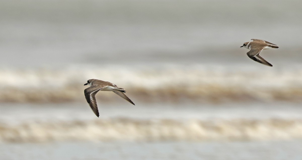 חופמי אלכסנדרי - ML645836943