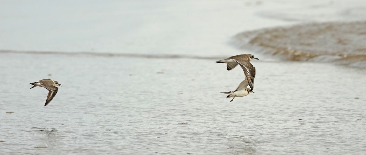 חופמי אלכסנדרי - ML645836944