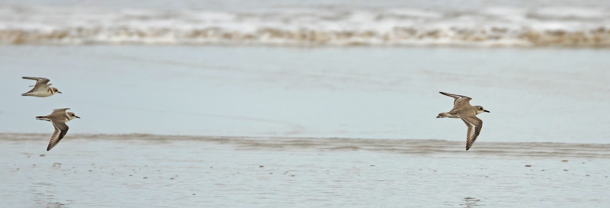 חופמי אלכסנדרי - ML645836945