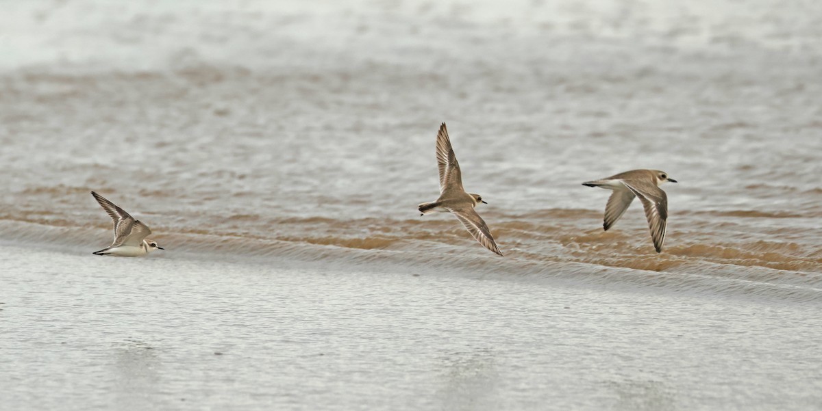 חופמי אלכסנדרי - ML645836946