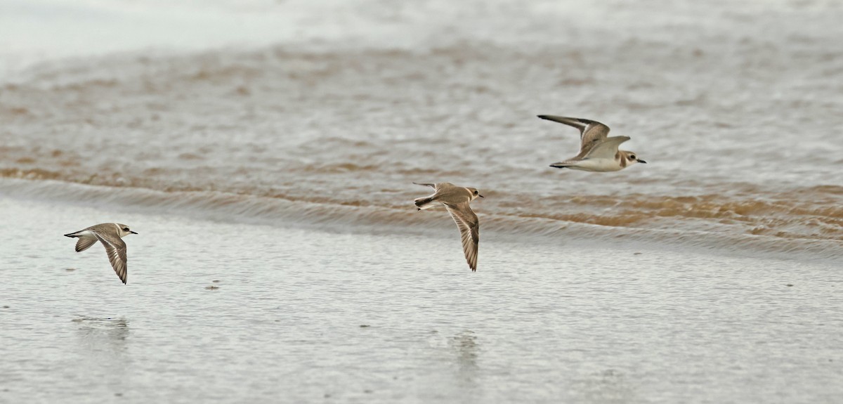 חופמי אלכסנדרי - ML645836947