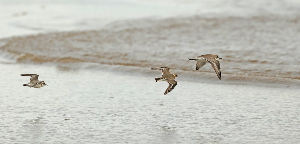 חופמי אלכסנדרי - ML645836948