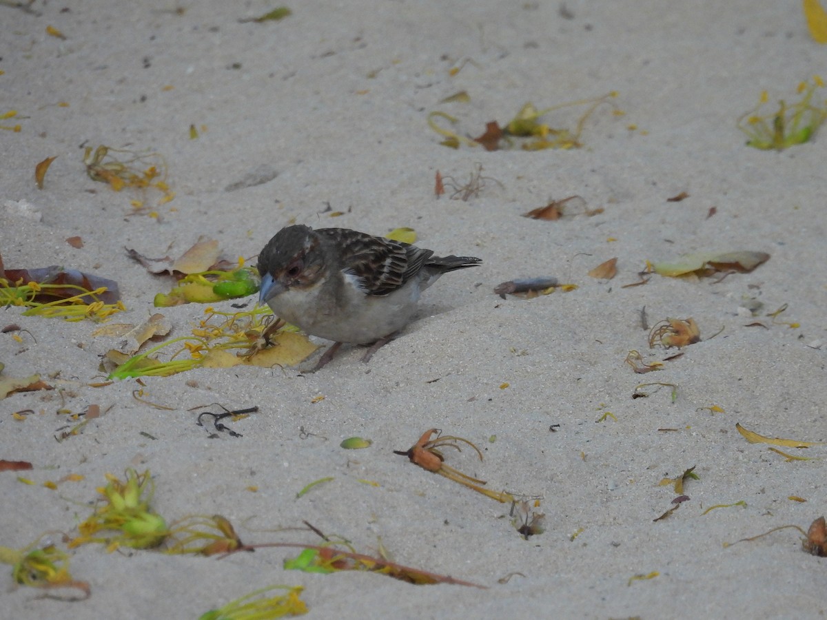 Sakalava Weaver - ML645836949