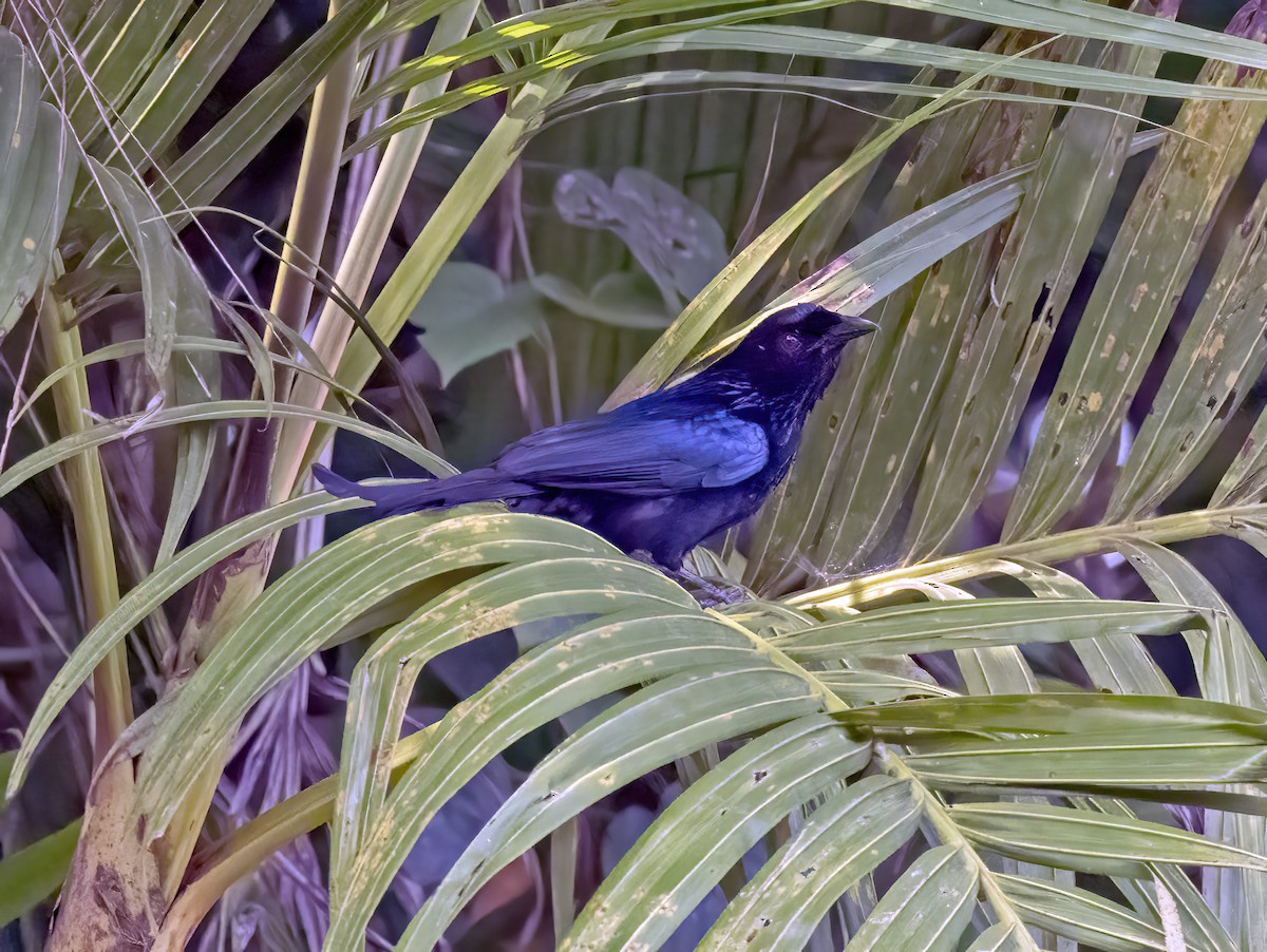 Wallacean Drongo (Flores) - ML645836950