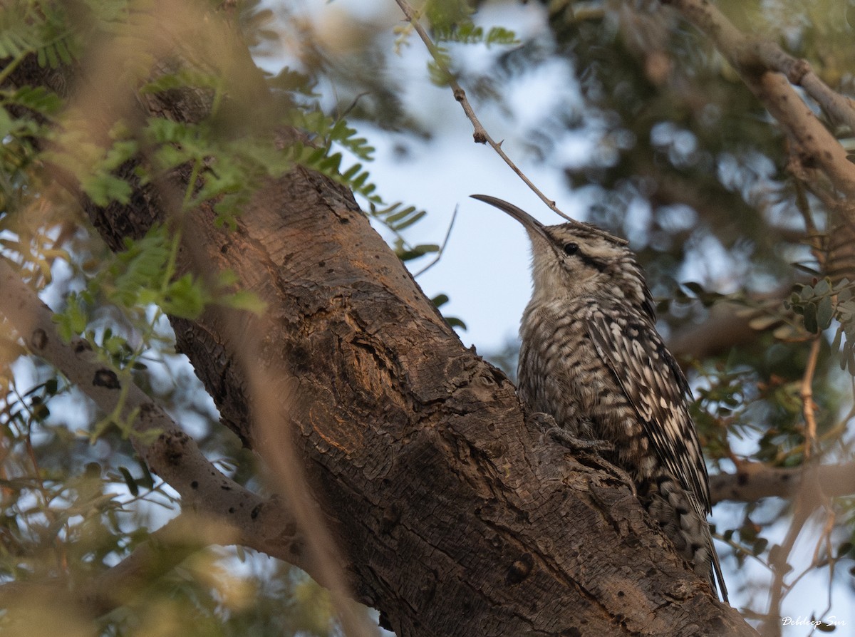 Indian Spotted Creeper - ML645836951
