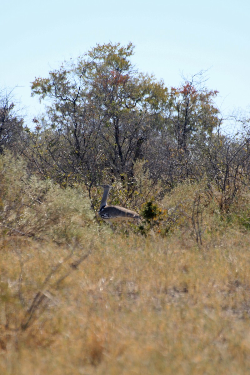 חובת קורי - ML645836952