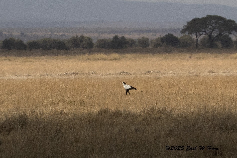 לבלר - ML645836953