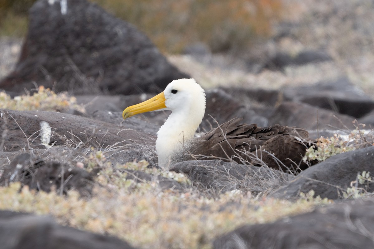 Waved Albatross - ML645836954
