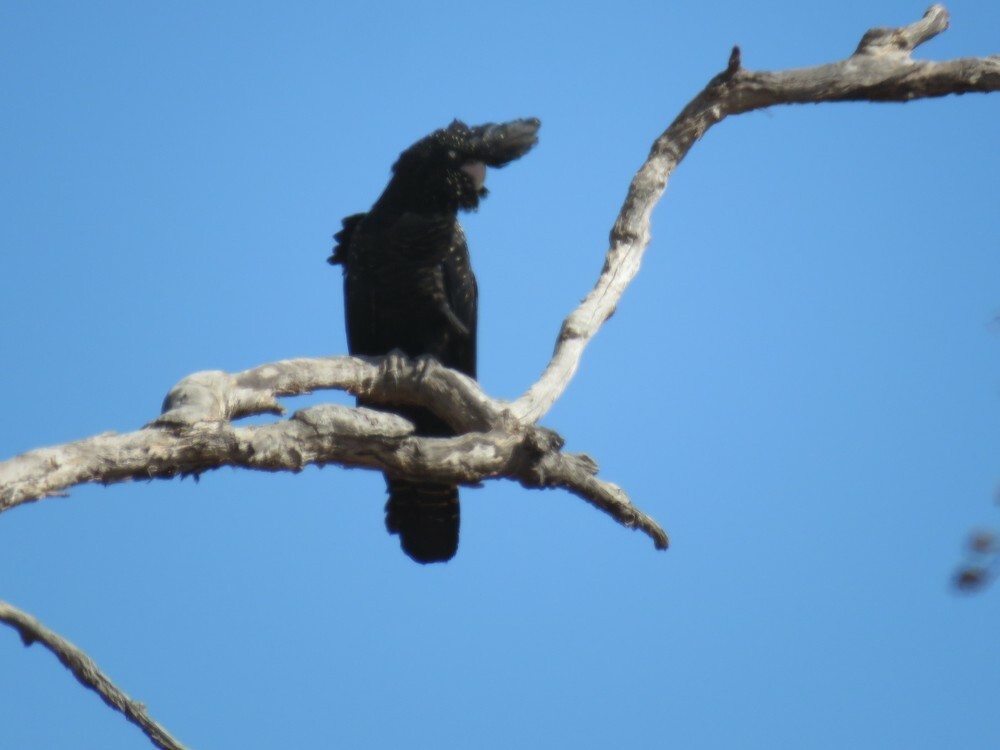 Red-tailed Black-Cockatoo - ML645836955