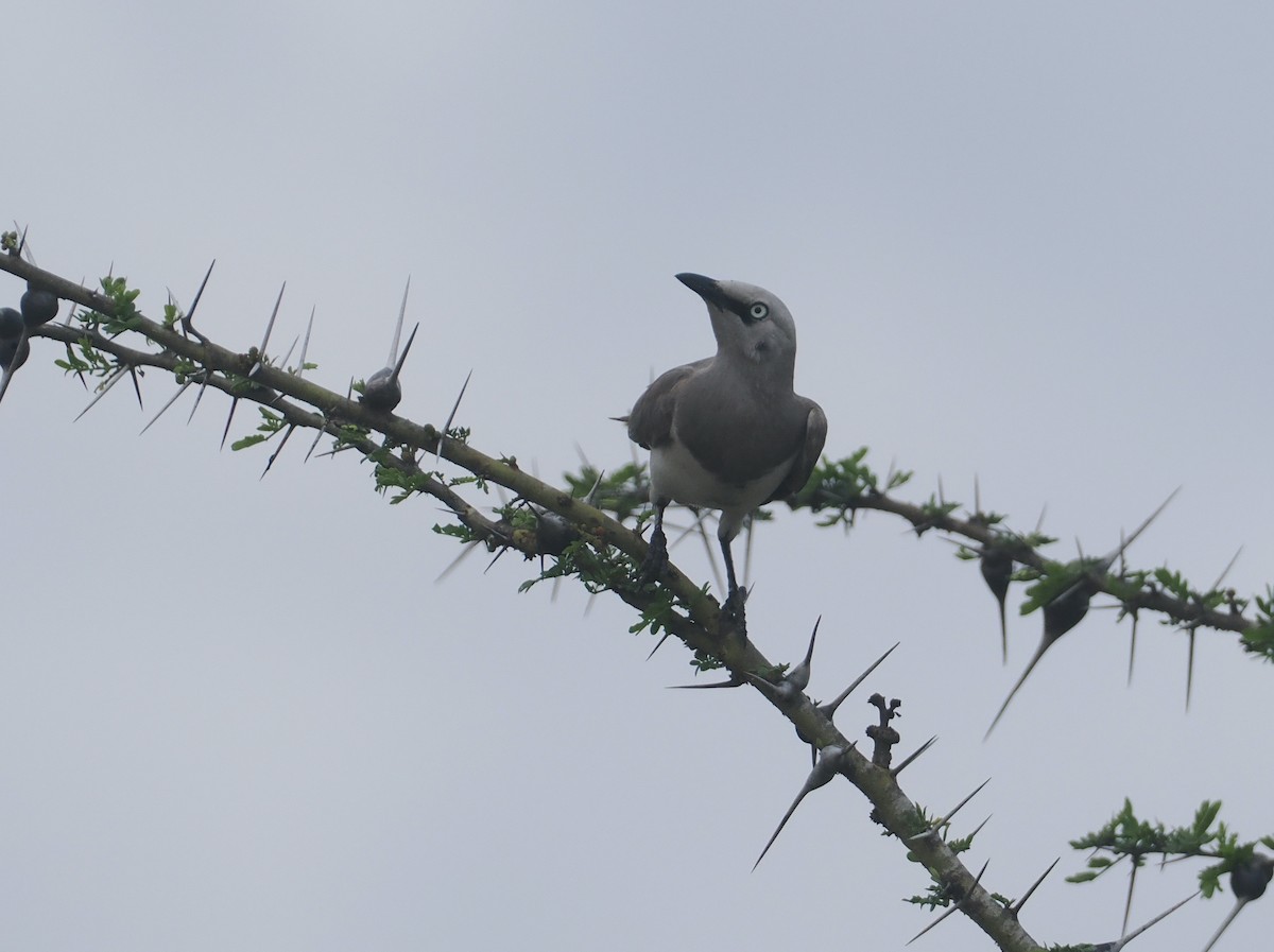 Fischer's Starling - ML645836956