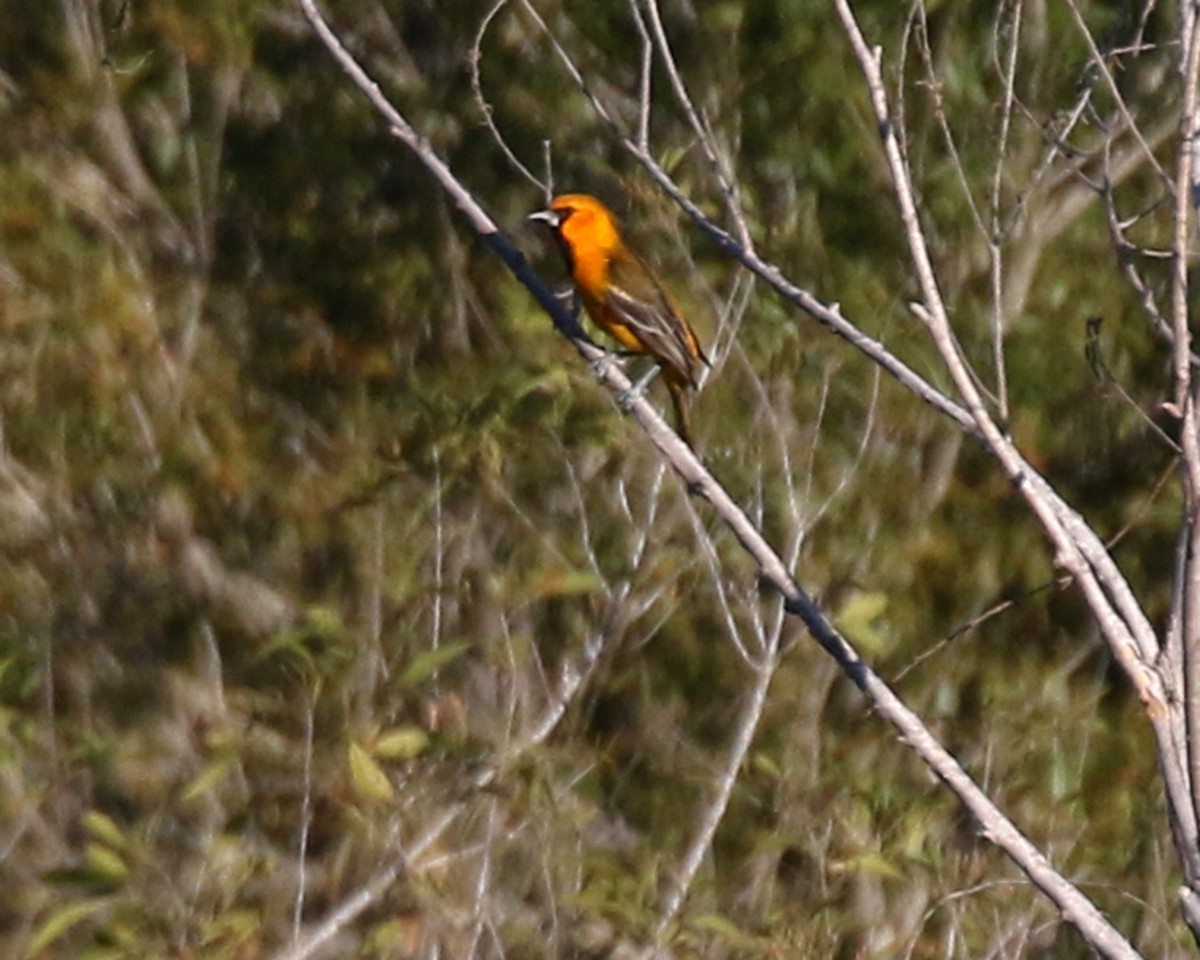 Altamira Oriole - ML645836957