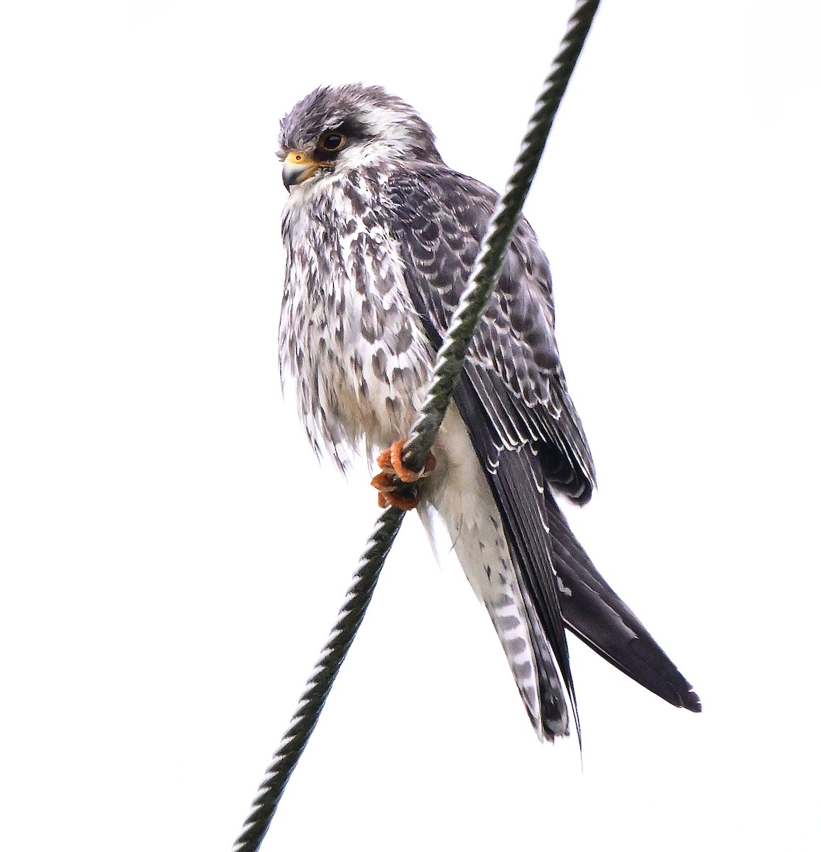 בז אמור - ML645836959