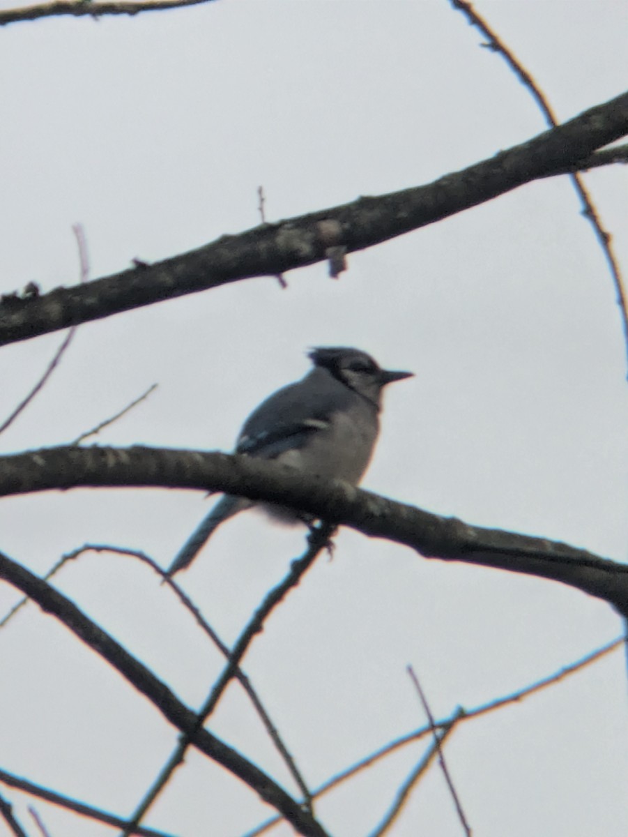 Blue Jay - ML645836960