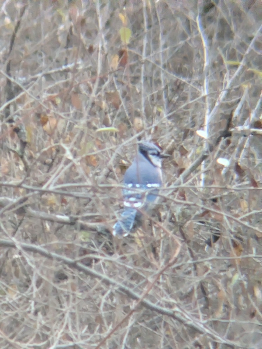 Blue Jay - ML645836961