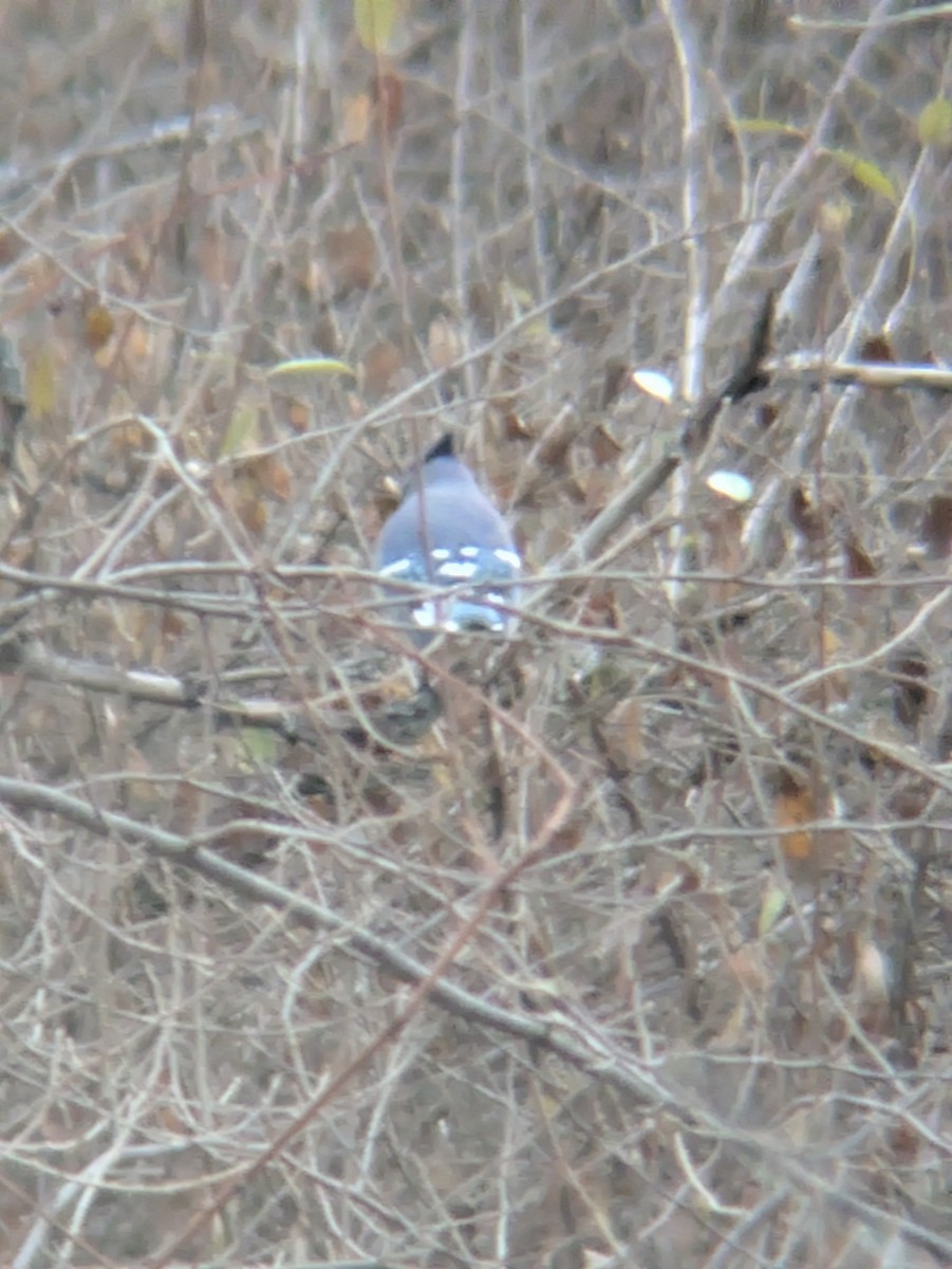 Blue Jay - ML645836962