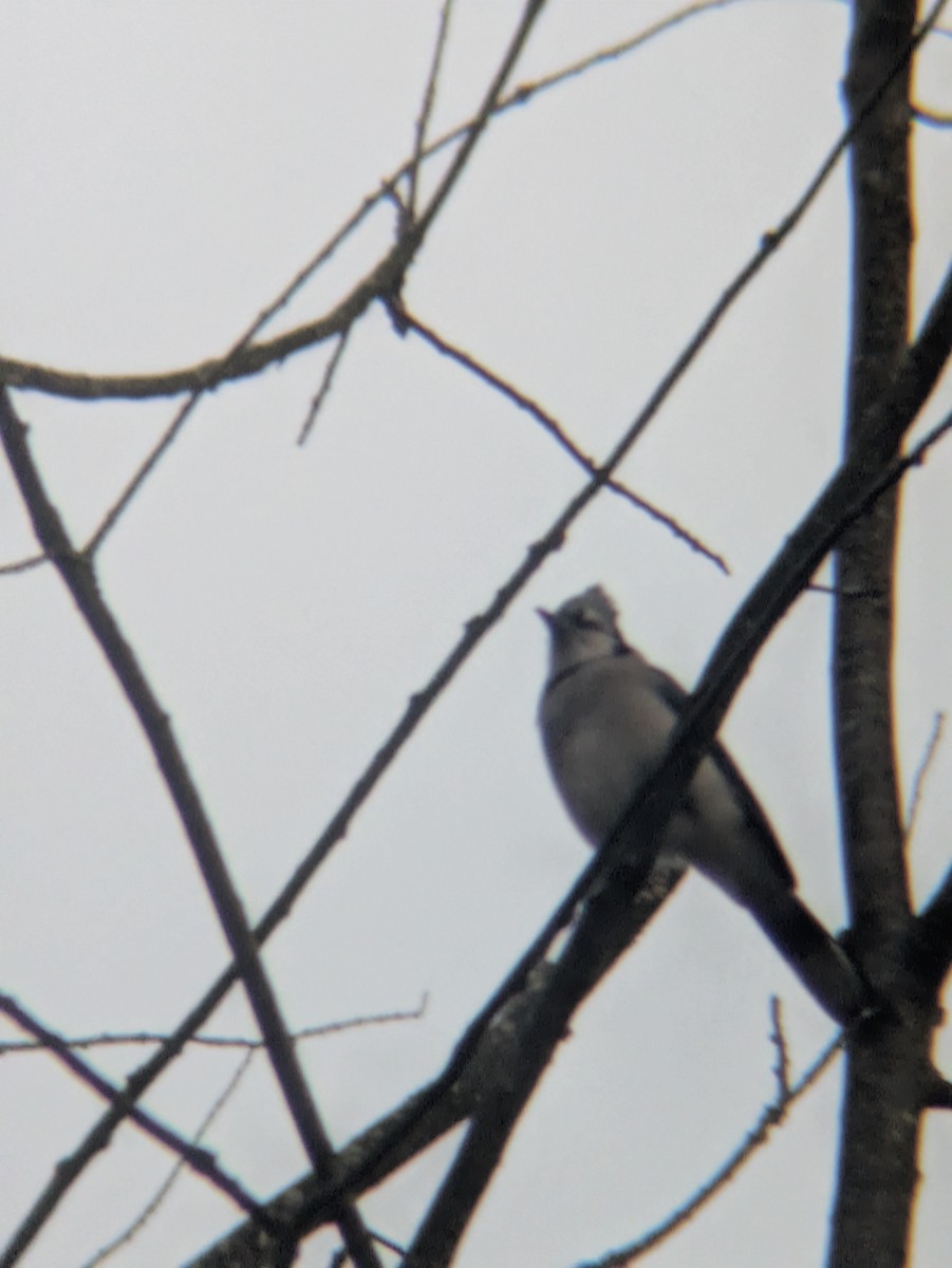 Blue Jay - ML645836963