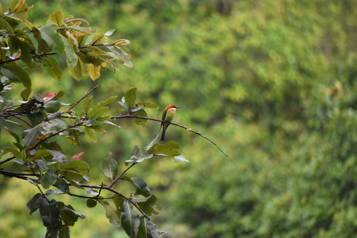 Chestnut-headed Bee-eater - ML645836965