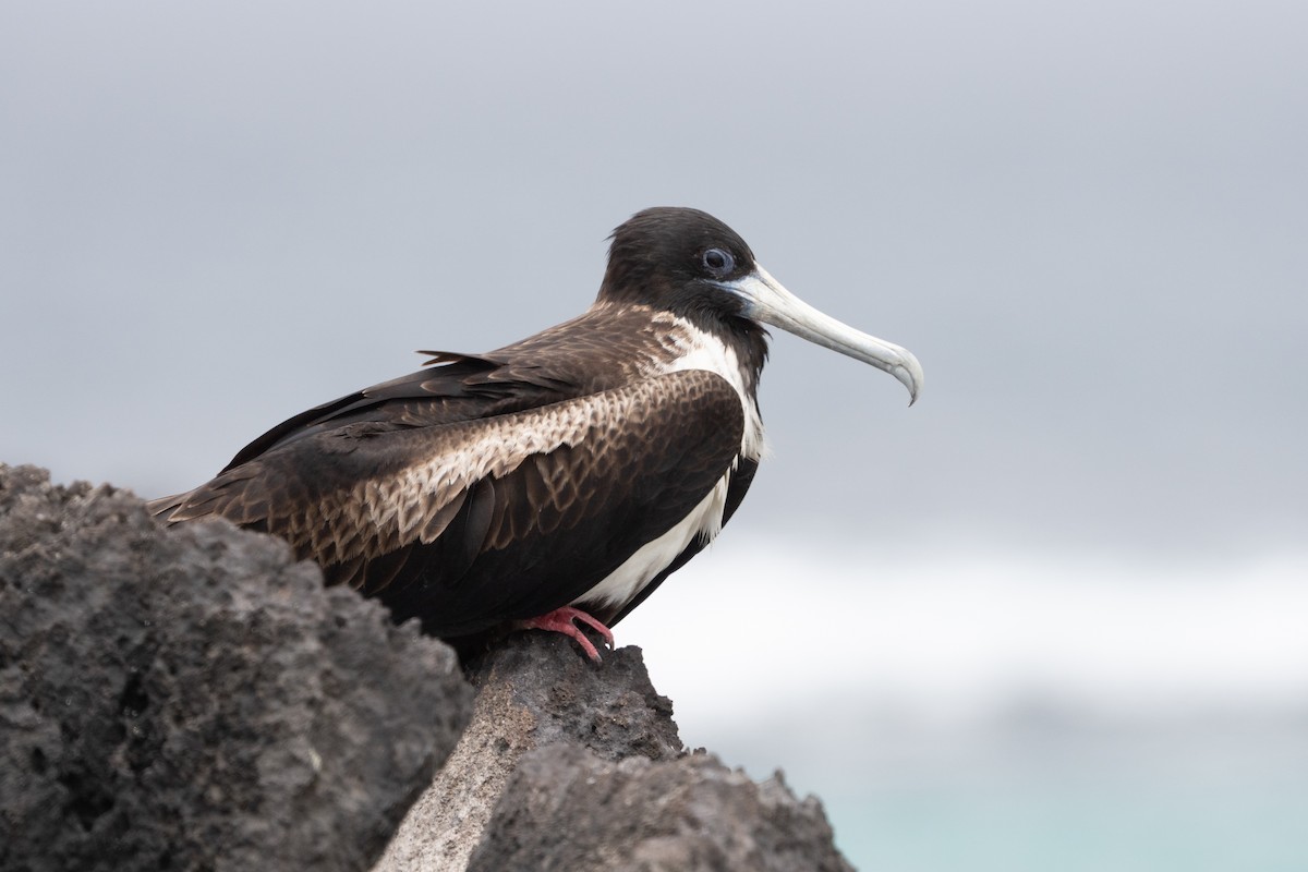 Magnificent Frigatebird - ML645836981