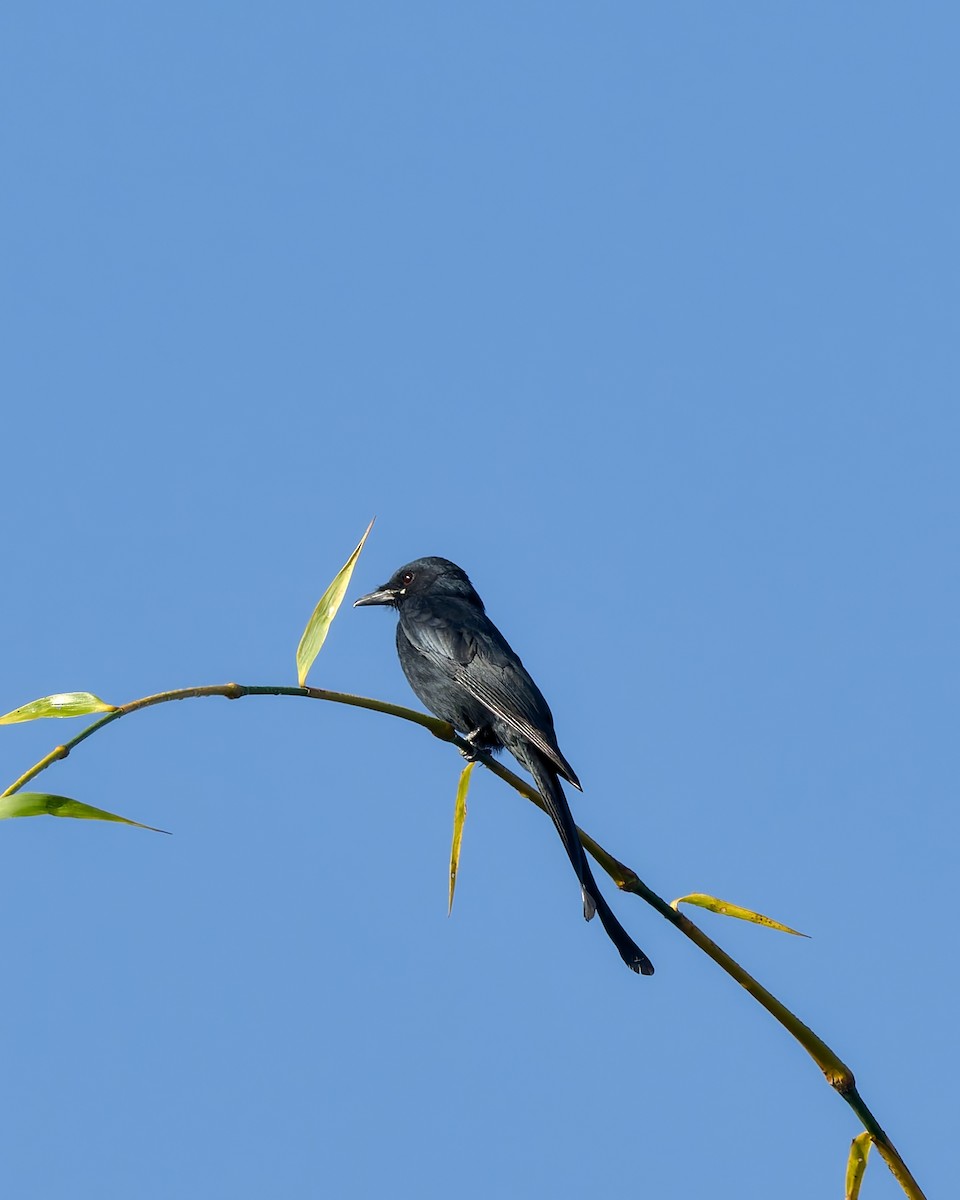 Black Drongo - ML645836985