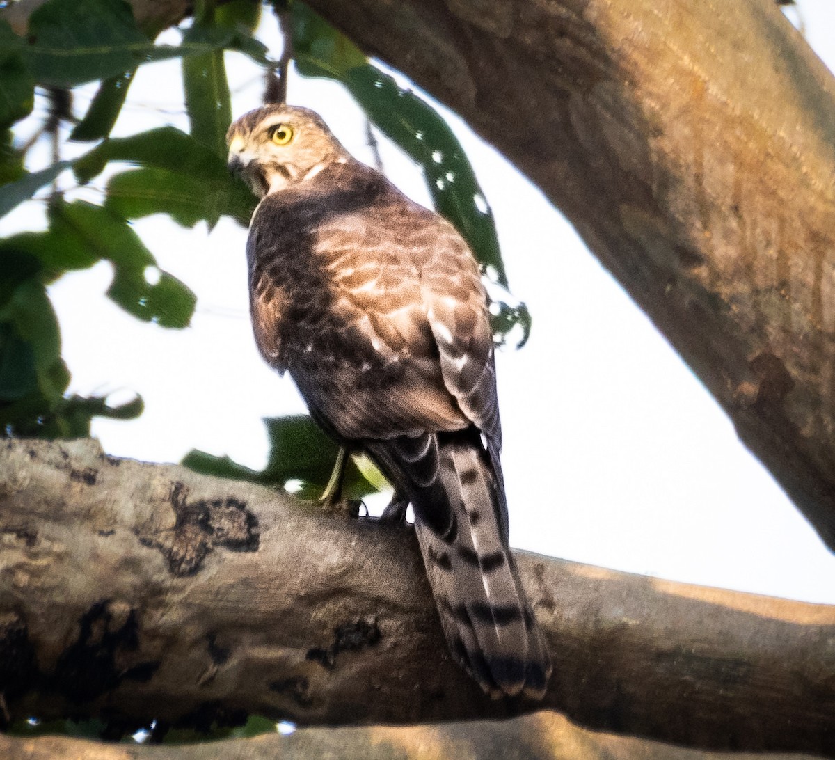 Shikra - ML645836988