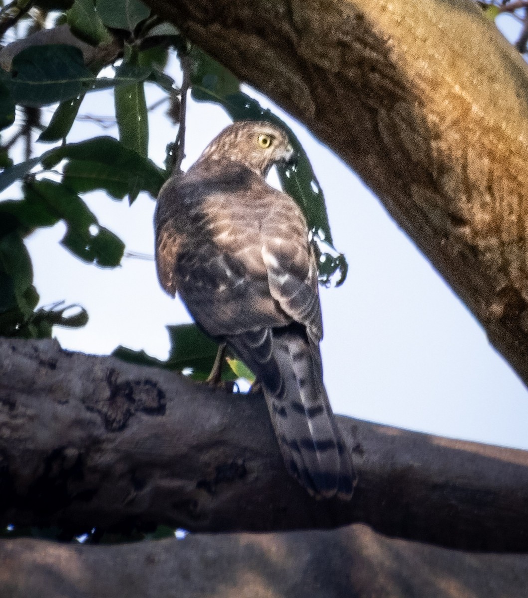 Shikra - ML645836989