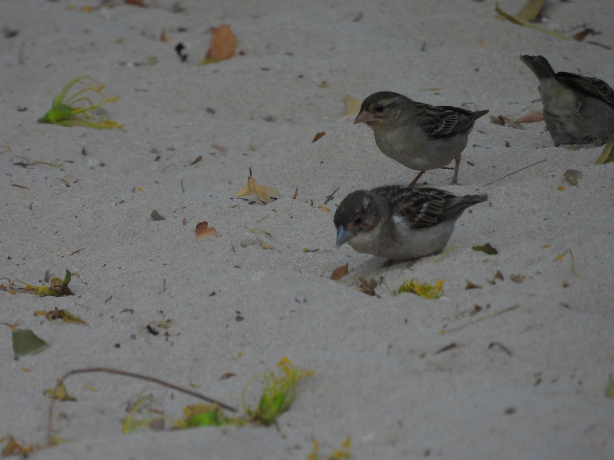 Red Fody - ML645836991