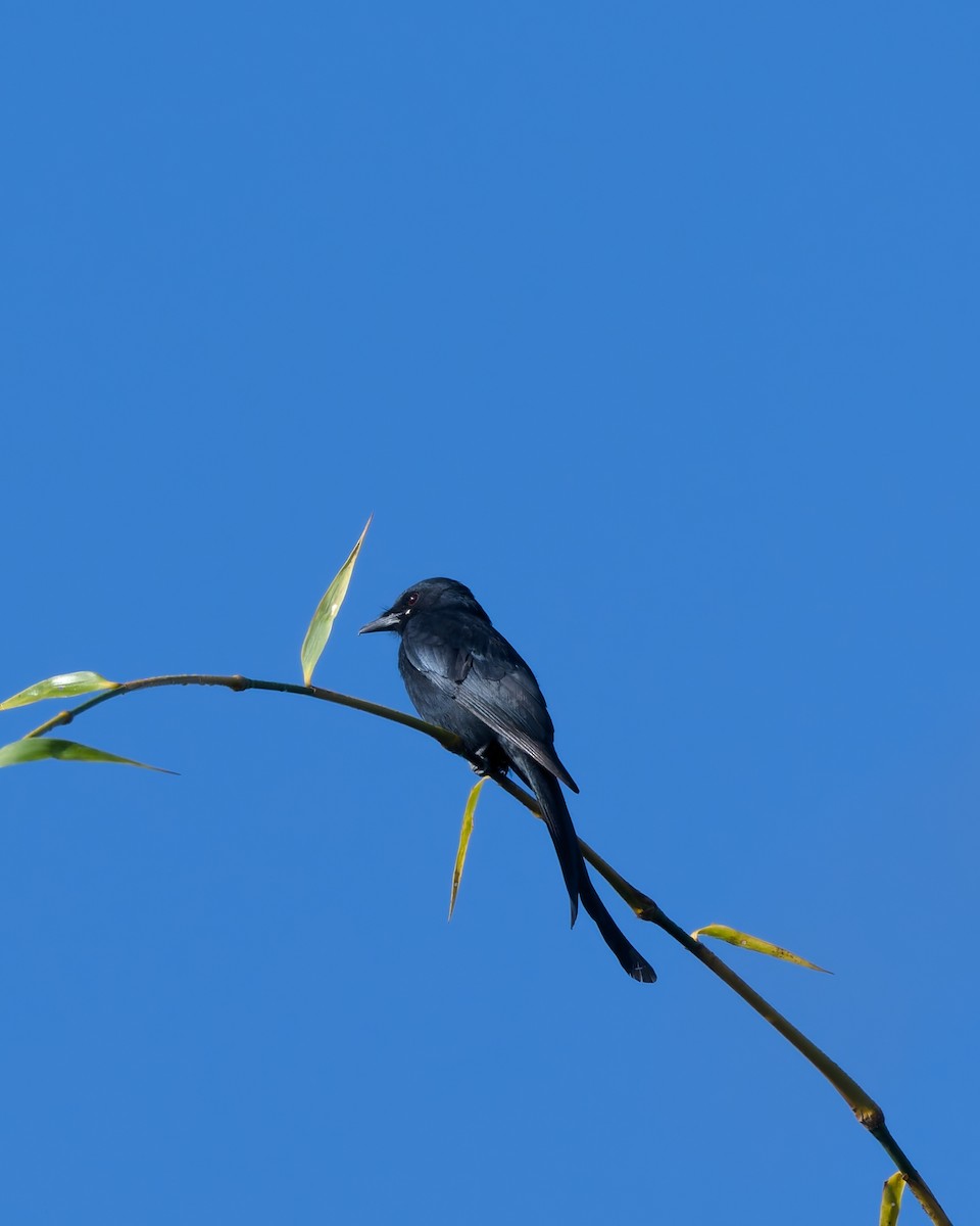 Black Drongo - ML645836992