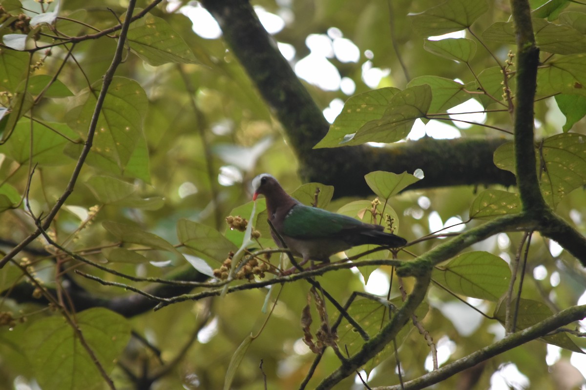 Asian Emerald Dove - ML645836998