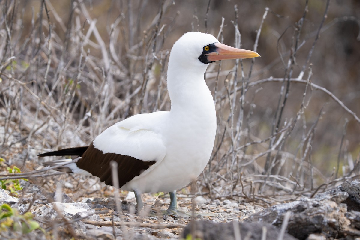 Nazca Booby - ML645837003