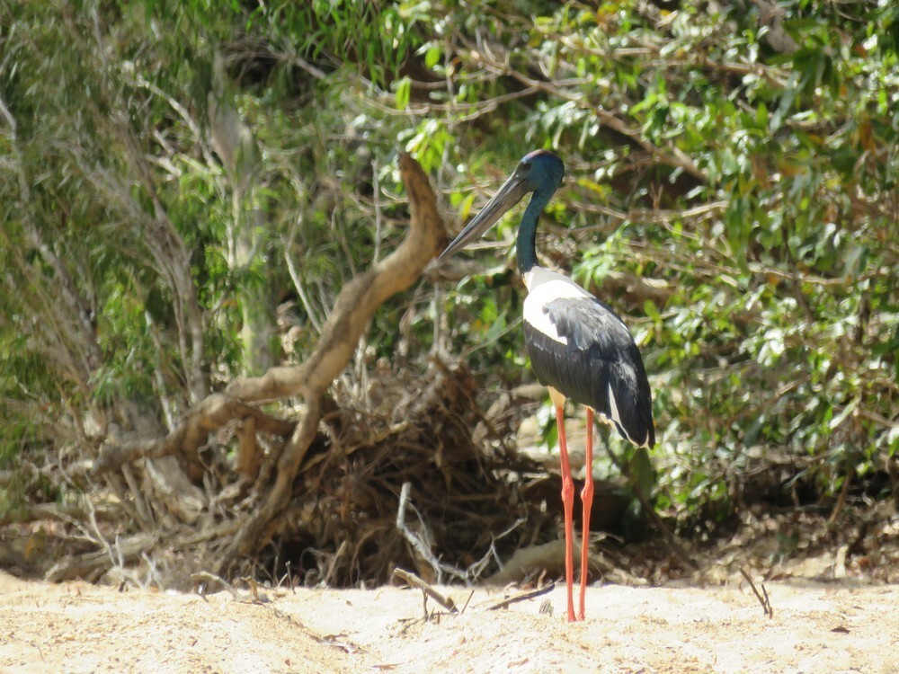 čáp černokrký - ML645837008