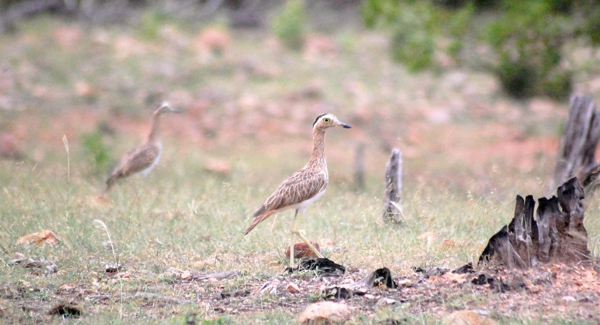 Double-striped Thick-knee - ML645837009