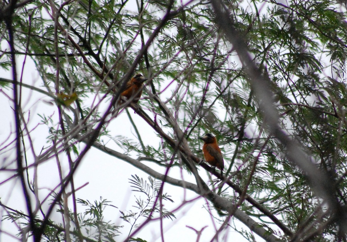 Chestnut Piculet - ML645837016