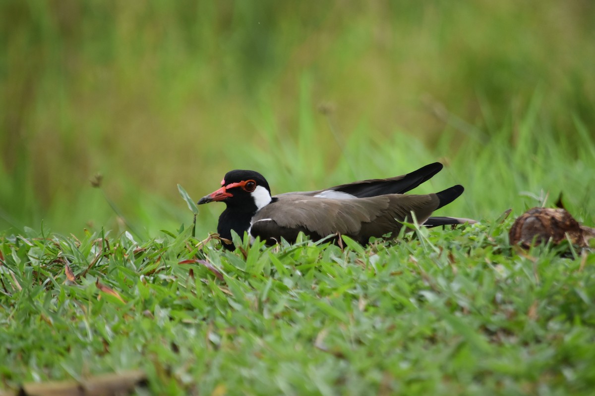 Red-wattled Lapwing - ML645837020