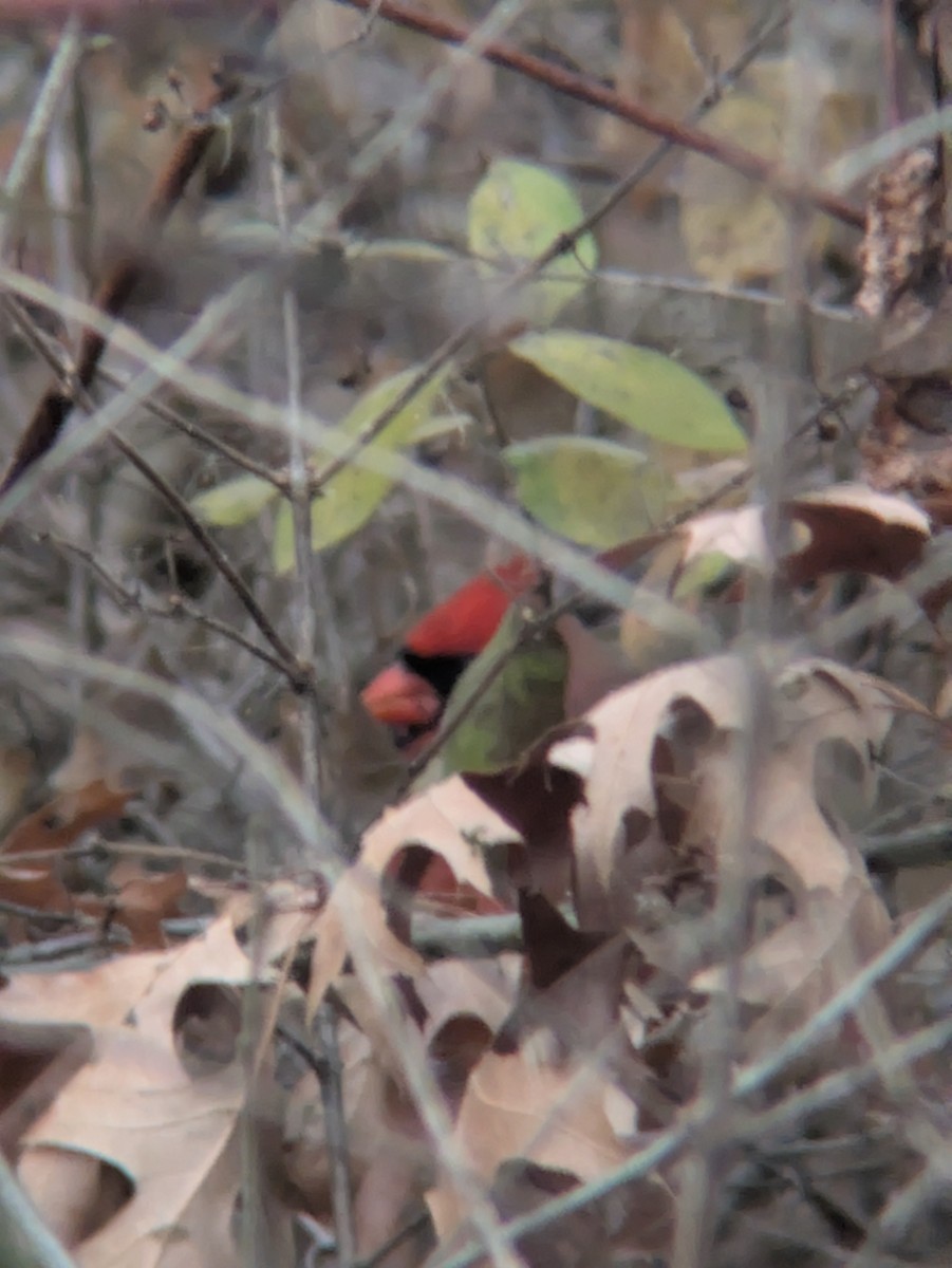 Kardinal arrunta - ML645837025