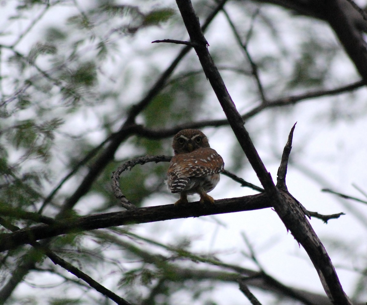 Ferruginous Pygmy-Owl - ML645837035