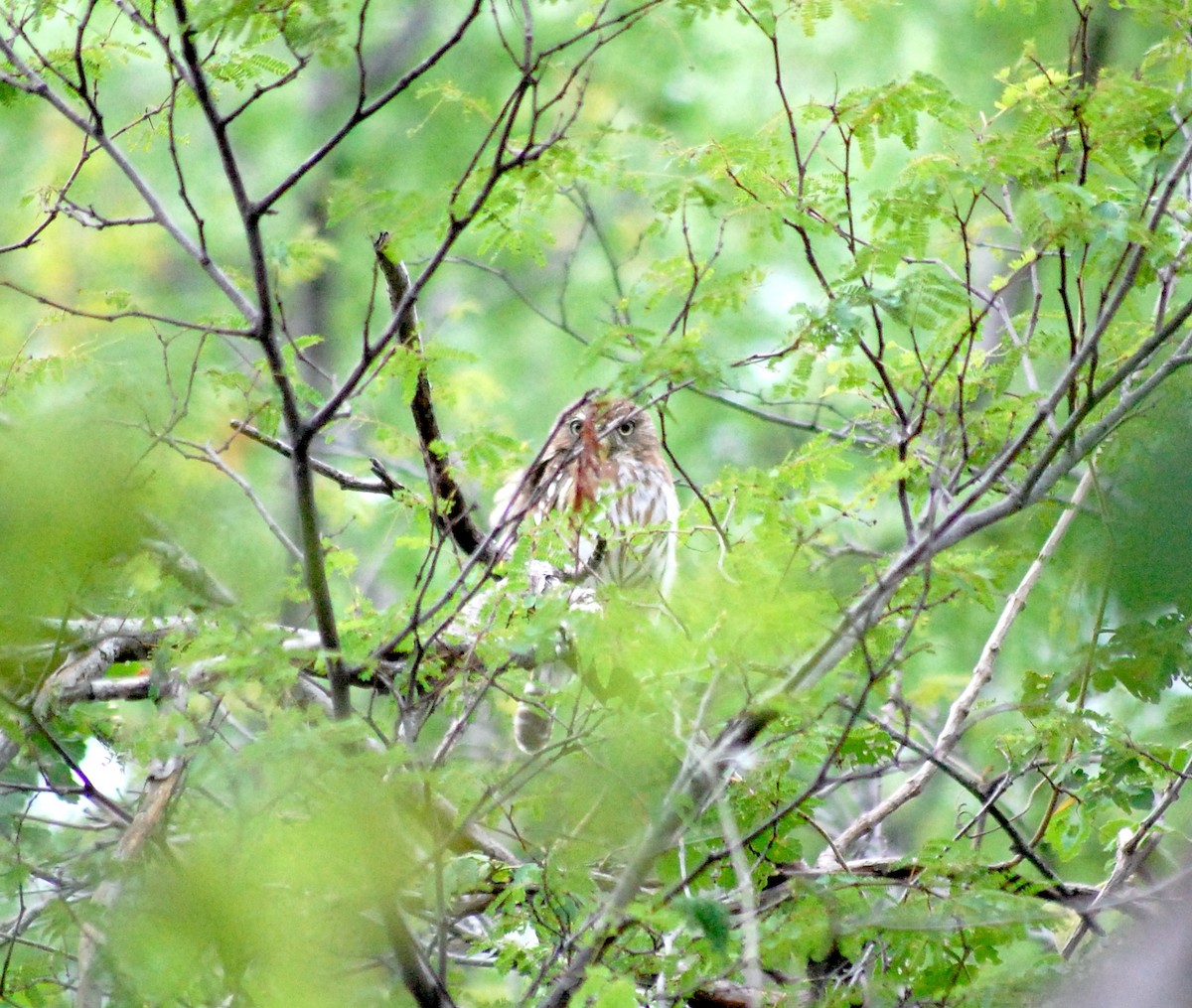 Ferruginous Pygmy-Owl - ML645837036