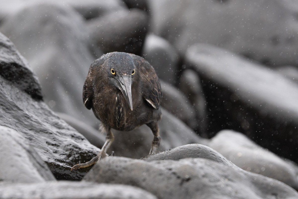 Lava Heron - ML645837040