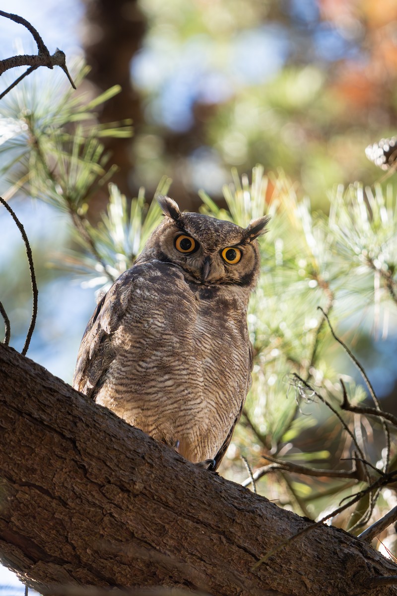 výr magellanský - ML645837041