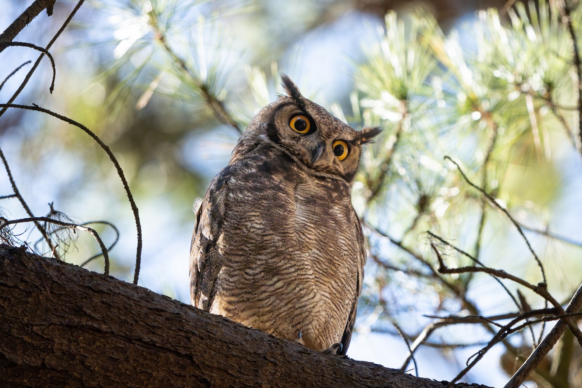 výr magellanský - ML645837042