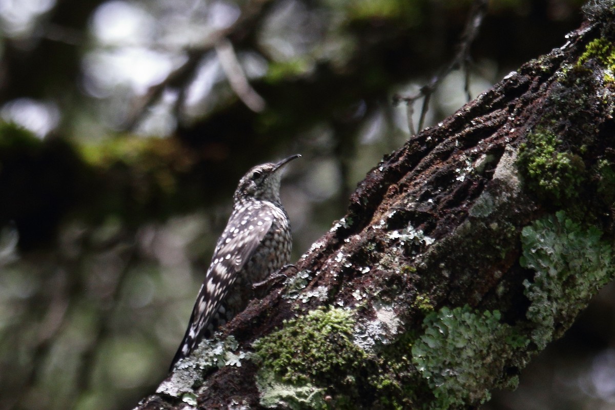 African Spotted Creeper - ML645837045